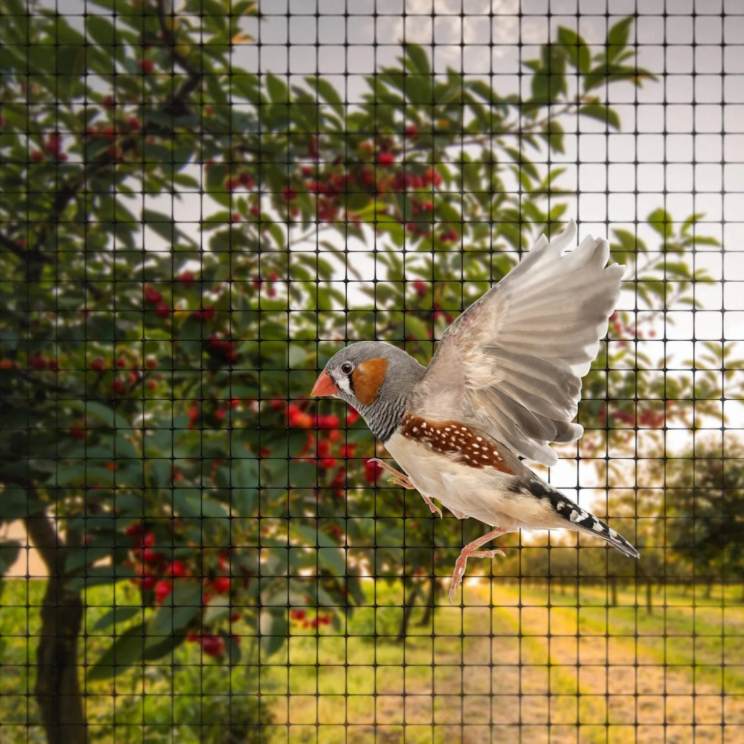 Bird netting services in Gurgaon NCR
